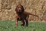 SETTER IRLANDAIS 173